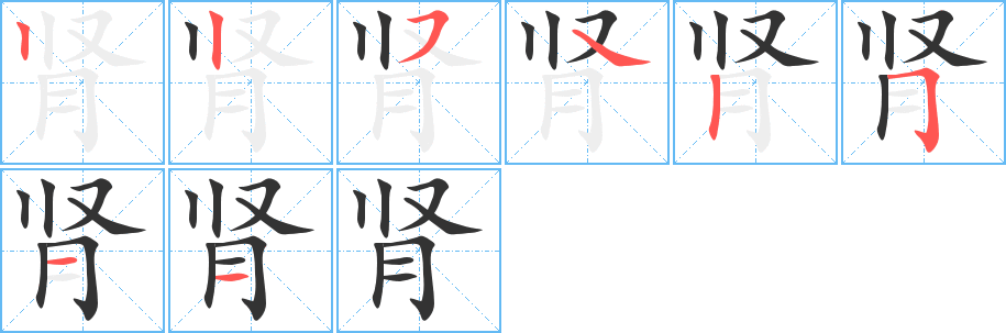 肾字的笔顺分布演示