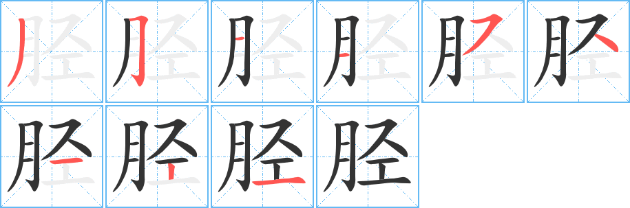 胫字的笔顺分布演示