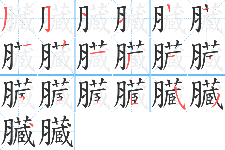 臓字的笔顺分布演示